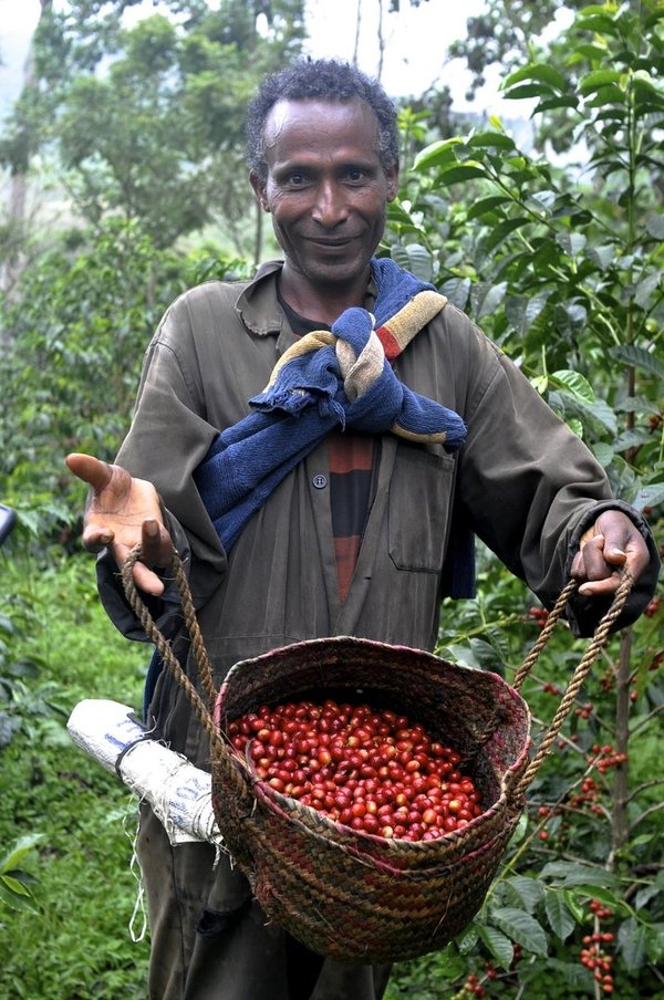 Waldkaffee Bio und Fairtrade 250g