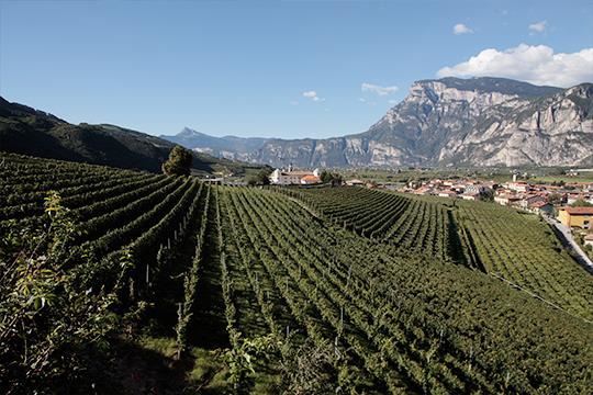 Endrizzi Trentino Pinot Grigio DOC Spengler WeinDepot